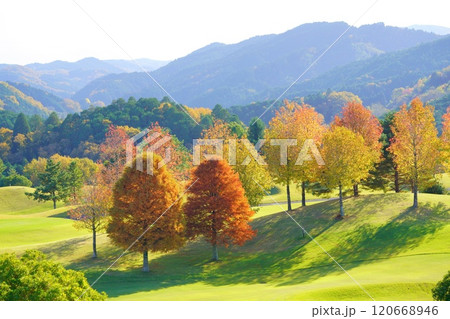 フェアウエイのメルヘンチックな 木立の紅葉8 120668946