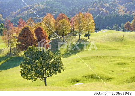 フェアウエイのメルヘンチックな 木立の紅葉7 フェアウエイのメルヘンチックな 木立の紅葉7 120668948