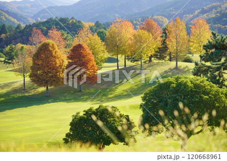 フェアウエイ背景・秋の野草 120668961