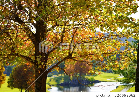 フェアウエイ背景・逆光のフウの紅葉1 120668962