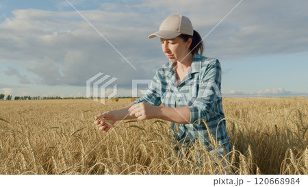 Female Farmer Touches golden Wheat At Field On Sunset. Business Farming Lifestyle. Successful Agribusiness Owner Concept. Gimbal shot. Female Farmer Touches golden Wheat At Field On Sunset. Business Farming Lifestyle. Successful Agribusiness Owner Concept. Gimbal shot. 120668984