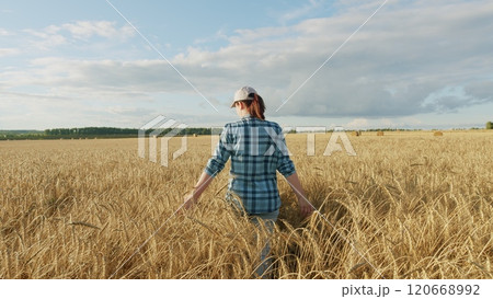 Female Agronomist Analysis Agricultural Crops In A golden Field On A Farm During Sunset. Farmer Work In Field Touching Ears Of Wheat With Her Hands. Gimbal shot. Female Agronomist Analysis Agricultural Crops In A golden Field On A Farm During Sunset. Farmer Work In Field Touching Ears Of Wheat With Her Hands. Gimbal shot. 120668992