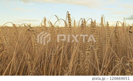 Growing Crop Concept. Ripe Golden Ripe Wheat In A Field On A Hot Summer Day. Harvesting Ripe Harvest Of Ripe Wheat. Beautiful Panorama Of Crops. Steadicam Shot. 120669051