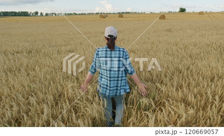 Woman Walking In golden Wheat Ears Field In Sunrise On A Field Before Gathering A Harvest. Wheat In Hands. Gimbal Stabilize. Woman Walking In golden Wheat Ears Field In Sunrise On A Field Before Gathering A Harvest. Wheat In Hands. Gimbal Stabilize. 120669057