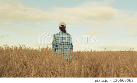 Farmer Walks On golden Farming Field At Sunset. Woman Agronomist Or Farmer In golden Wheat Crops At Sunset. Farming Concept. Gimbal Stabilize. Farmer Walks On golden Farming Field At Sunset. Woman Agronomist Or Farmer In golden Wheat Crops At Sunset. Farming Concept. Gimbal Stabilize. 120669062