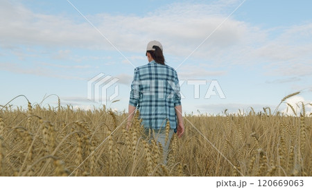 Agricultural Plantation. Agronomist On Wheat Field. Caucasian Woman Walking On Agricultural golden Wheat Field In A Sunny Summer Sunset. Gimbal Stabilize. Agricultural Plantation. Agronomist On Wheat Field. Caucasian Woman Walking On Agricultural golden Wheat Field In A Sunny Summer Sunset. Gimbal Stabilize. 120669063