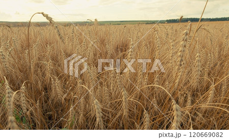 Fertile Soil. Agriculture Farm Healthy Food Concept. Ears Of Ripe Wheat Sway In Wind At Sunset. Agricultural Field Of Golden Ripe Wheat Ears. Gimbal Stabilize. 120669082