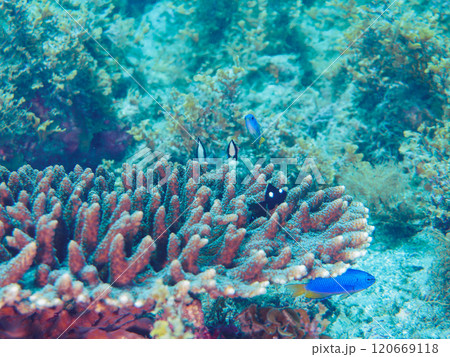 テーブルサンゴのフタスジリュウキュウスズメダイ、ミツボシクロスズメダイ、ソラスズメダイ他 ヒリゾ浜 120669118