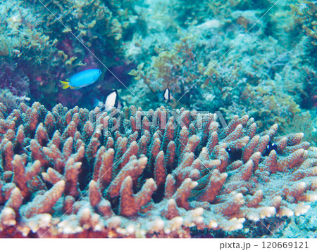 テーブルサンゴのフタスジリュウキュウスズメダイ、ミツボシクロスズメダイ、ソラスズメダイ他 ヒリゾ浜 120669121