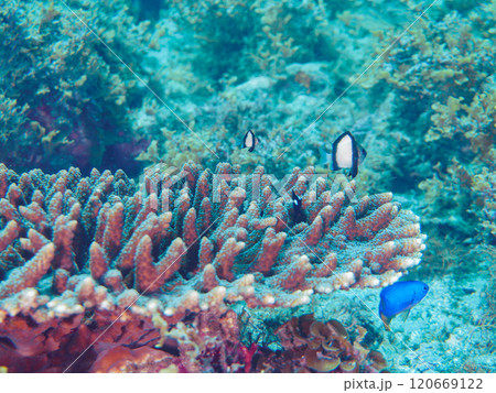 テーブルサンゴのフタスジリュウキュウスズメダイ、ミツボシクロスズメダイ、ソラスズメダイ他 ヒリゾ浜 テーブルサンゴのフタスジリュウキュウスズメダイ、ミツボシクロスズメダイ、ソラスズメダイ他 ヒリゾ浜 120669122
