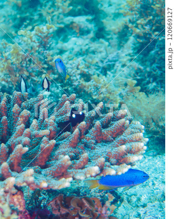 テーブルサンゴのフタスジリュウキュウスズメダイ、ミツボシクロスズメダイ、ソラスズメダイ他 ヒリゾ浜 120669127