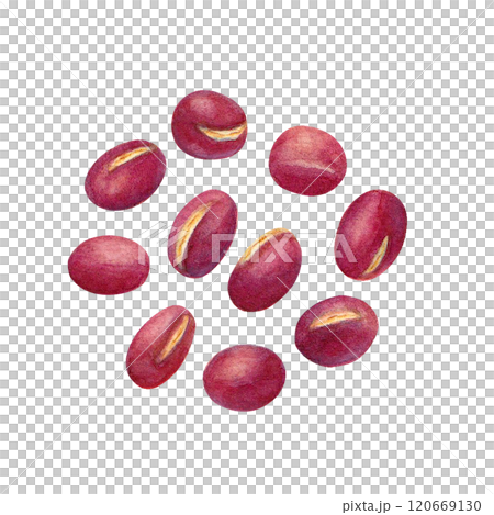 水彩手書きのあずきのラスターイラスト 120669130