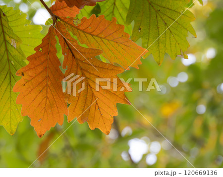 秋に紅葉したカシワの葉 120669136