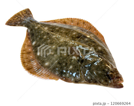活きの良い新鮮なカレイの姿 活きの良い新鮮なカレイの姿 120669264