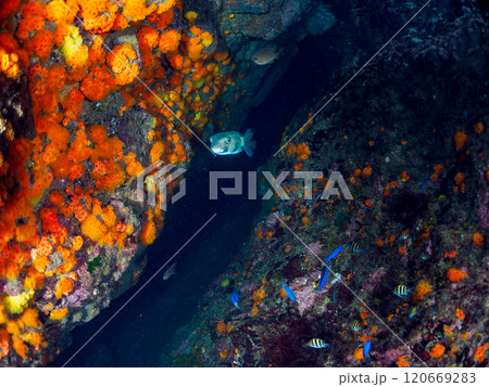 イボヤギ群生とソラスズメダイ、オヤビッチャ、イシガキフグ他の群れ 伊豆半島賀茂郡南伊豆町中木ヒリゾ浜 120669283