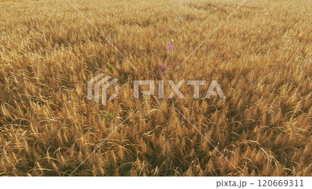 Beautiful Large Wheat Field. Depicting Grain Crop Growth. Organic Wheat Field Sunlight. Healthy Ripe Spikelets At Summer Evening. Gimbal shot. 120669311