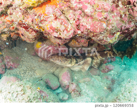 水中洞窟で寝る 大きな美しいオオセ（オオセ科）。静岡県伊豆半島賀茂郡南伊豆町中木ヒリゾ浜2024年 120669358