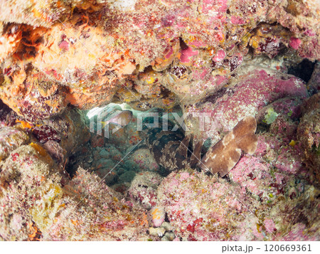 水中洞窟で寝る 大きな美しいオオセ（オオセ科）。静岡県伊豆半島賀茂郡南伊豆町中木ヒリゾ浜2024年 120669361