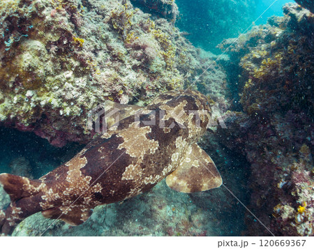 水中洞窟で寝る 大きな美しいオオセ（オオセ科）。静岡県伊豆半島賀茂郡南伊豆町中木ヒリゾ浜2024年 120669367