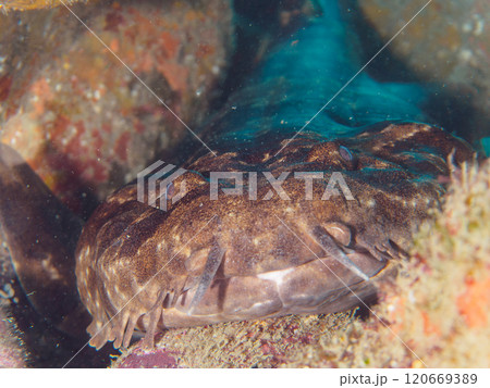 水中洞窟で寝る 大きな美しいオオセ（オオセ科）。静岡県伊豆半島賀茂郡南伊豆町中木ヒリゾ浜2024年 120669389