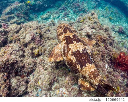 ゆったり泳ぐ 大きな美しいオオセ（オオセ科） 静岡県伊豆半島賀茂郡南伊豆町中木ヒリゾ浜2024年 120669442