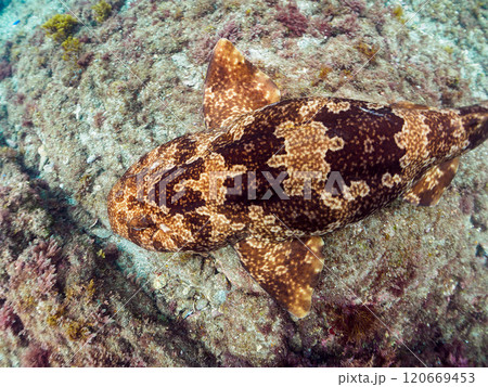 ゆったり泳ぐ 大きな美しいオオセ（オオセ科） 静岡県伊豆半島賀茂郡南伊豆町中木ヒリゾ浜2024年 120669453
