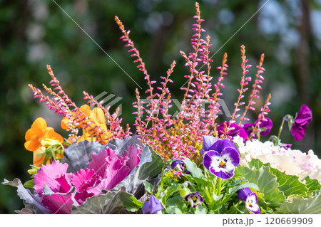 葉牡丹の寄せ植え 葉牡丹の寄せ植え 120669909