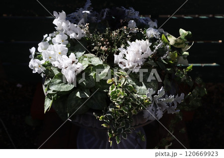 冬の白い花の寄せ植え 120669923