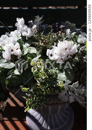 白い花の寄せ植え 白い花の寄せ植え 120669926