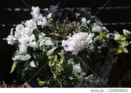 白い花の寄せ植え 120669928