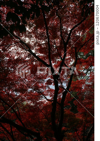 四国霊場71番  弥谷寺 四国霊場71番  弥谷寺 120670004