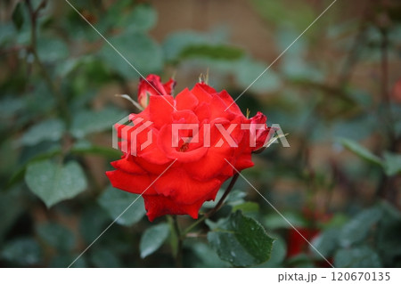 荒尾市 おもやい市民花壇 バラの花、 荒尾市 おもやい市民花壇 バラの花、 120670135