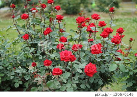 荒尾市 おもやい市民花壇 バラの花、 荒尾市 おもやい市民花壇 バラの花、 120670149