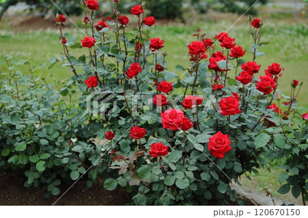 荒尾市 おもやい市民花壇 バラの花、 荒尾市 おもやい市民花壇 バラの花、 120670150