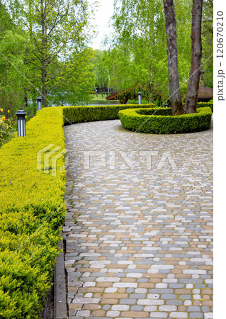 Curved stone pathway lined with vibrant green hedges in a serene garden setting 120670210