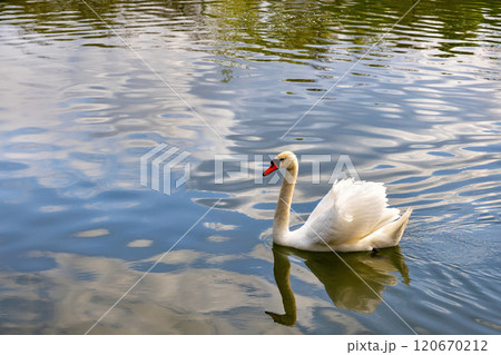 Majestic swan gliding gracefully across a serene pond reflecting blue skies Majestic swan gliding gracefully across a serene pond reflecting blue skies 120670212