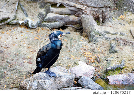 Cormorant perched by a serene lakeside in the early morning light Cormorant perched by a serene lakeside in the early morning light 120670217