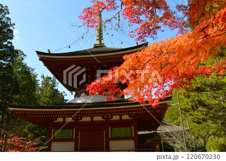 高野山紅葉の旅 高野山紅葉の旅 120670230