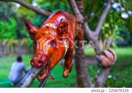 豚の丸焼き 120670326