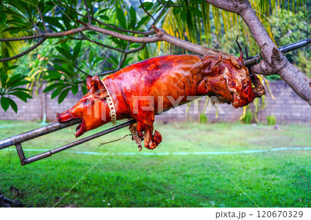 豚の丸焼き 豚の丸焼き 120670329