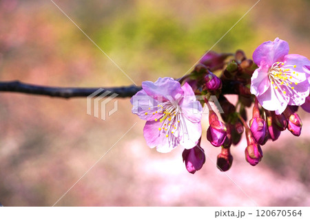 河津桜 120670564