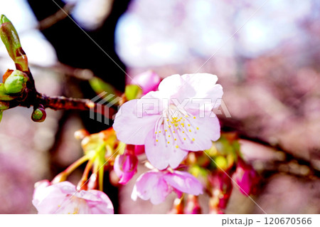 河津桜 河津桜 120670566