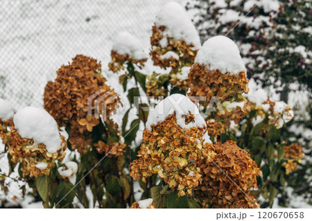 The withered inflorescences of a hydrangea are covered with snow. 120670658
