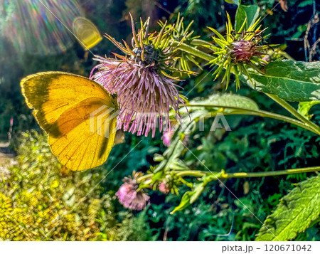 秋の眩しい陽ざしと桃色のアザミと黄色い蝶々 120671042