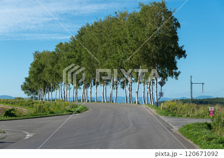 【セブンスターの木 近くの白樺並木 秋の風景】 【セブンスターの木 近くの白樺並木 秋の風景】 120671092