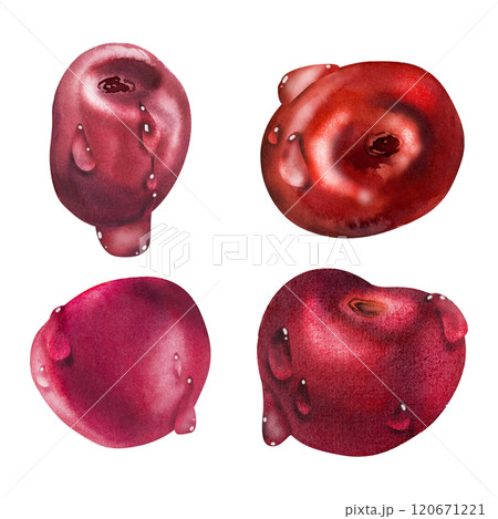 Sweet cherry sakura stone fruit with water drops, hand drawn in watercolor, red ripe garden berry. Botanical isolated elements set illustration. Restaurant, dessert cafe menu, wedding, farmers market Sweet cherry sakura stone fruit with water drops, hand drawn in watercolor, red ripe garden berry. Botanical isolated elements set illustration. Restaurant, dessert cafe menu, wedding, farmers market 120671221