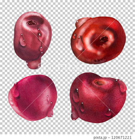 Sweet cherry sakura stone fruit with water drops, hand drawn in watercolor, red ripe garden berry. Botanical isolated elements set illustration. Restaurant, dessert cafe menu, wedding, farmers market Sweet cherry sakura stone fruit with water drops, hand drawn in watercolor, red ripe garden berry. Botanical isolated elements set illustration. Restaurant, dessert cafe menu, wedding, farmers market 120671221