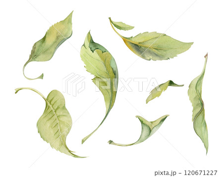 Green leaves of flower, bush tree foliage hand drawn in watercolor, lilac poplar elm pear apple cherry. Isolated botanical illustration set. Wedding, florist shop, scrapbooking, decoupage, cosmetics 120671227