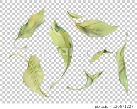Green leaves of flower, bush tree foliage hand drawn in watercolor, lilac poplar elm pear apple cherry. Isolated botanical illustration set. Wedding, florist shop, scrapbooking, decoupage, cosmetics 120671227