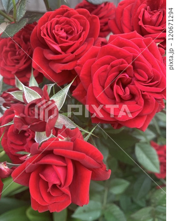 赤いバラ 120671294
